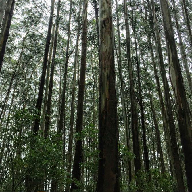 a forest with many trees and bushes in it