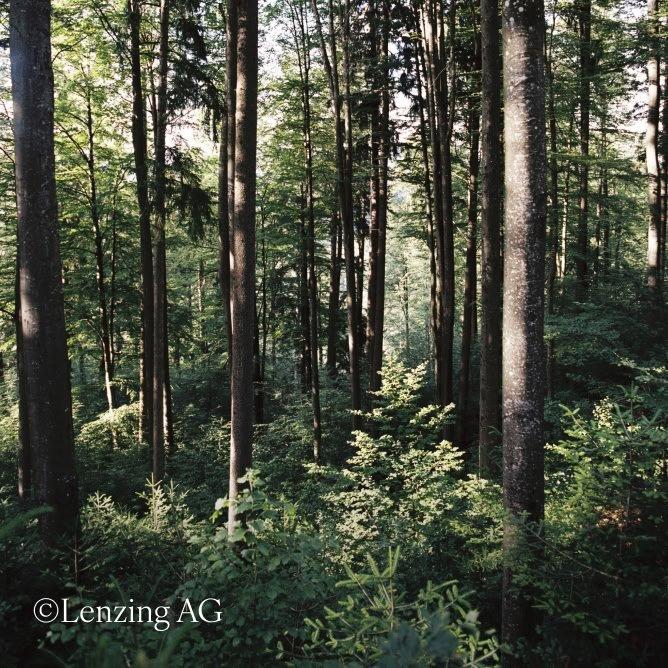 a forest with many trees and bushes in it