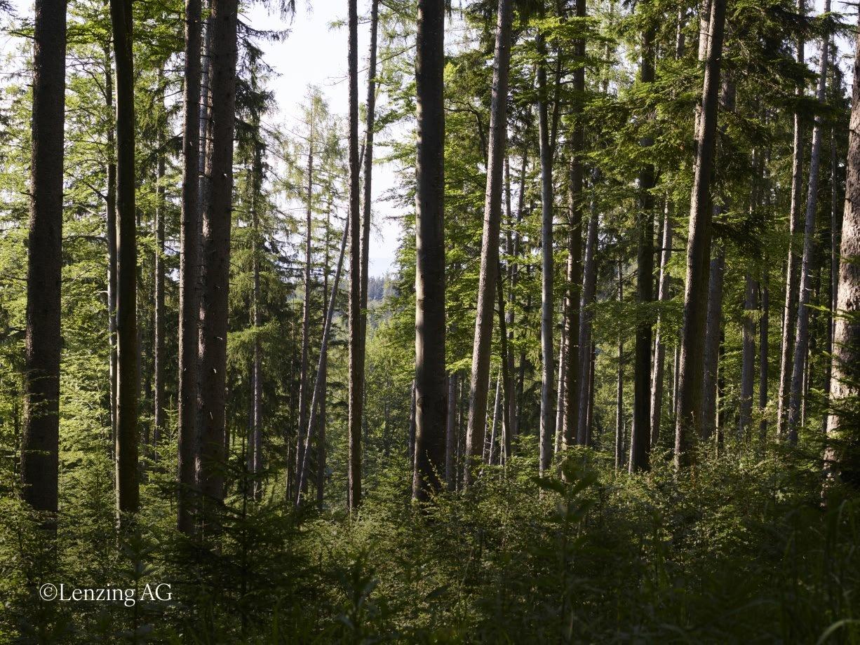 a forest is filled with tall trees and green grass