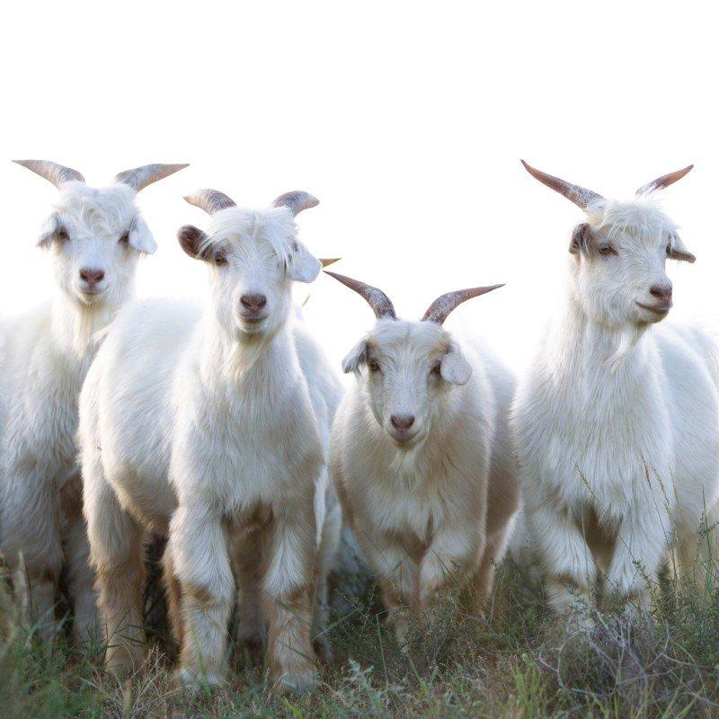 a herd of a group of goats standing in a field