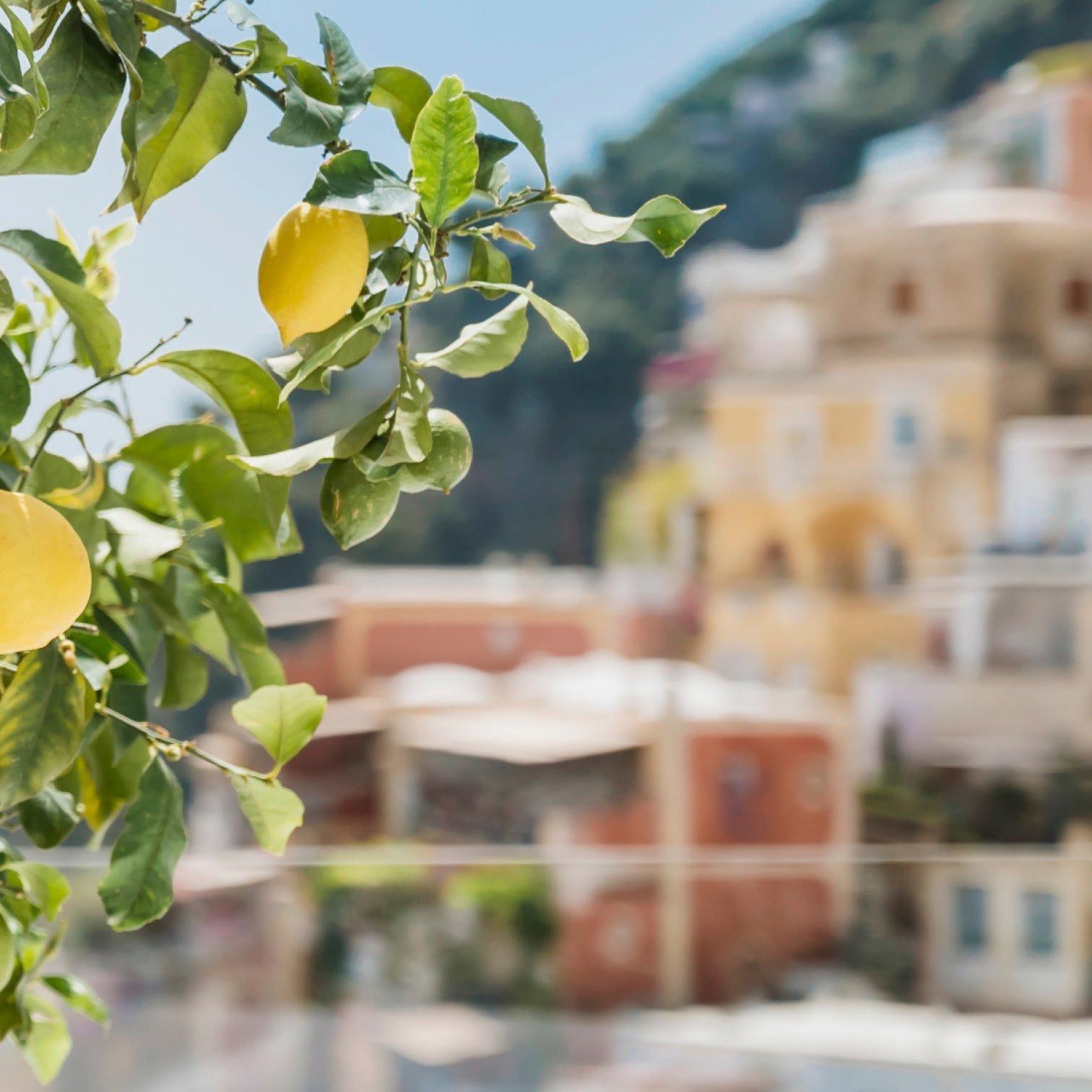 a tree with lemons growing on it near a city