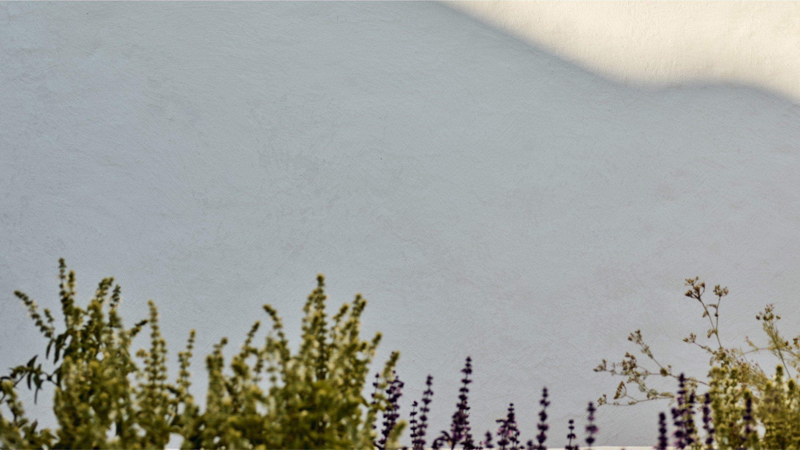 a bird flying over a wall with a green plant in the background